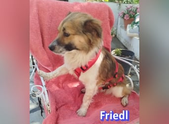 Friedl, 06/24 - Kleiner Kerl sucht seine Menschen