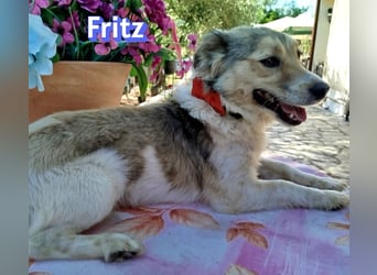 Fritz, 06/24 - süßer Fratz sucht seine Menschen
