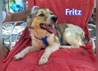 Fritz, 06/24 - süßer Fratz sucht seine Menschen