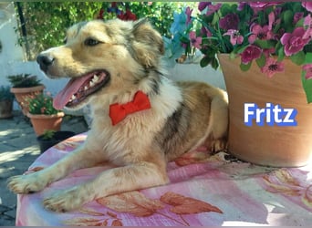 Fritz, 06/24 - süßer Fratz sucht seine Menschen
