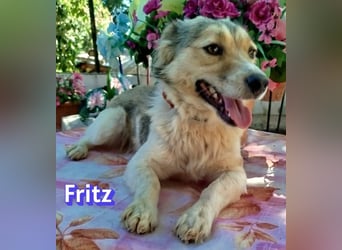 Fritz, 06/24 - süßer Fratz sucht seine Menschen