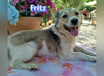 Fritz, 06/24 - süßer Fratz sucht seine Menschen