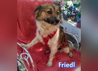 Friedl, 06/24 - Kleiner Kerl sucht seine Menschen