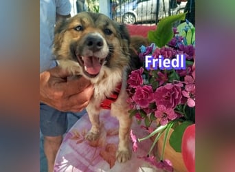 Friedl, 06/24 - Kleiner Kerl sucht seine Menschen