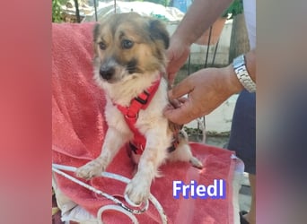 Friedl, 06/24 - Kleiner Kerl sucht seine Menschen
