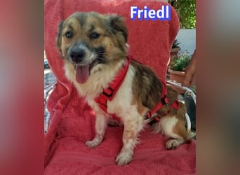 Friedl, 06/24 - Kleiner Kerl sucht seine Menschen