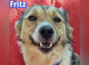 Fritz, 06/24 - süßer Fratz sucht seine Menschen