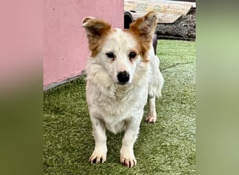 Menschenbezogenes Kokoni Mädchen Foxy