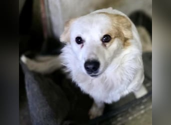 Menschenbezogenes Kokoni Mädchen Foxy