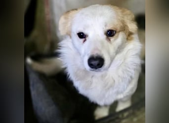 Menschenbezogenes Kokoni Mädchen Foxy