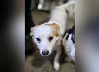 Menschenbezogenes Kokoni Mädchen Foxy