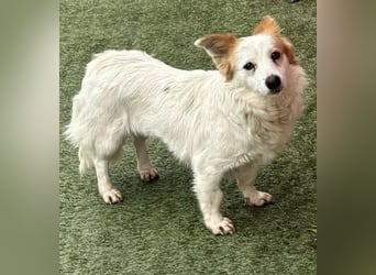 Menschenbezogenes Kokoni Mädchen Foxy