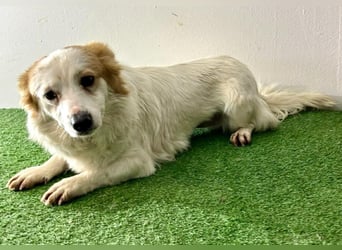 Menschenbezogenes Kokoni Mädchen Foxy