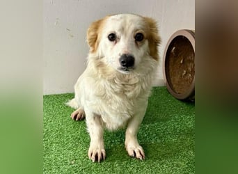 Menschenbezogenes Kokoni Mädchen Foxy