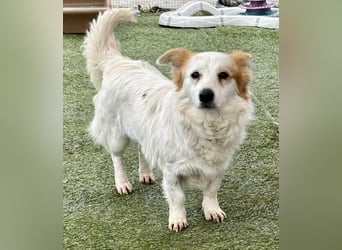 Menschenbezogenes Kokoni Mädchen Foxy