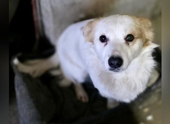 Menschenbezogenes Kokoni Mädchen Foxy