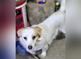 Menschenbezogenes Kokoni Mädchen Foxy