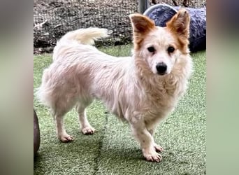 Menschenbezogenes Kokoni Mädchen Foxy