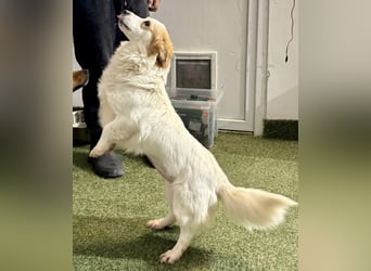 Menschenbezogenes Kokoni Mädchen Foxy