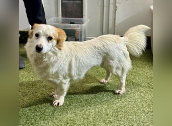 Menschenbezogenes Kokoni Mädchen Foxy