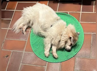 Kokoni Mix KYON sucht eine neue Familie