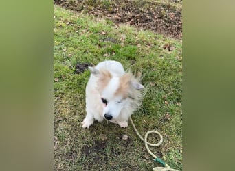 Kokoni Mix KYON sucht eine neue Familie