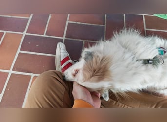 Kokoni Mix KYON sucht eine neue Familie