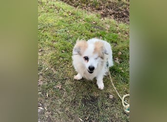 Kokoni Mix KYON sucht eine neue Familie