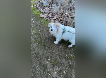 Kokoni Mix KYON sucht eine neue Familie