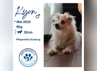 Kokoni Mix KYON sucht eine neue Familie