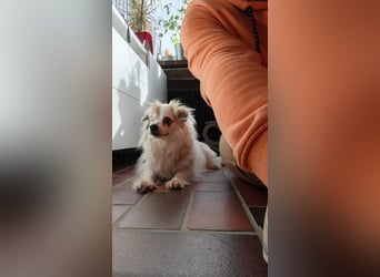 Kokoni Mix KYON sucht eine neue Familie