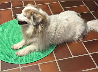 Kokoni Mix KYON sucht eine neue Familie