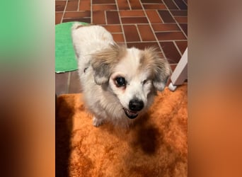 Kokoni Mix KYON sucht eine neue Familie