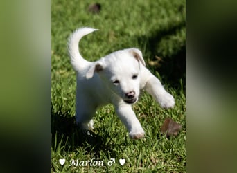 Maisy, Markus, Marlon und Marlow suchen ihre Familie