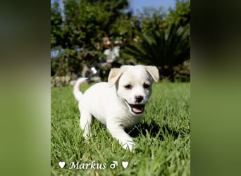 Maisy, Markus, Marlon und Marlow suchen ihre Familie