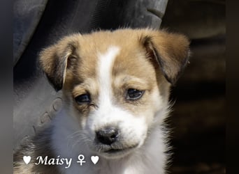 Maisy, Markus, Marlon und Marlow suchen ihre Familie