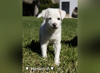Maisy, Markus, Marlon und Marlow suchen ihre Familie