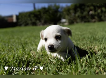 Maisy, Markus, Marlon und Marlow suchen ihre Familie