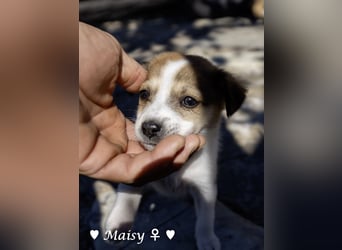 Maisy, Markus, Marlon und Marlow suchen ihre Familie