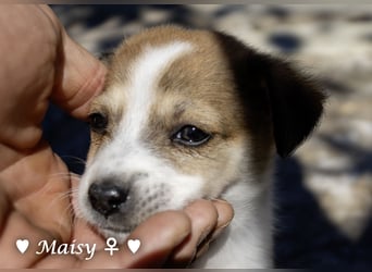 Maisy, Markus, Marlon und Marlow suchen ihre Familie