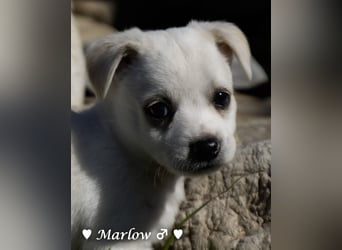 Maisy, Markus, Marlon und Marlow suchen ihre Familie