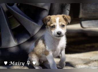 Maisy, Markus, Marlon und Marlow suchen ihre Familie