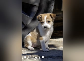 Maisy, Markus, Marlon und Marlow suchen ihre Familie