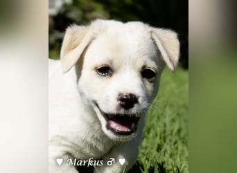 Maisy, Markus, Marlon und Marlow suchen ihre Familie