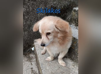 Skilakos geb. 09/2023 (GRC) - menschenbezogener, katzenfreundlicher Kuschler!