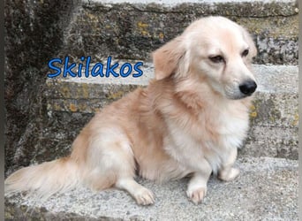 Skilakos geb. 09/2023 (GRC) - menschenbezogener, katzenfreundlicher Kuschler!