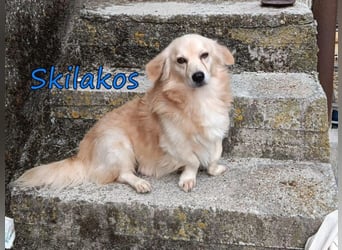 Skilakos geb. 09/2023 (GRC) - menschenbezogener, katzenfreundlicher Kuschler!