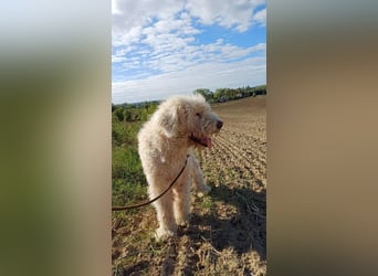 Csongor- Wo darf ich das sein, was ich bin?  Ein Bewacher und Beschützer