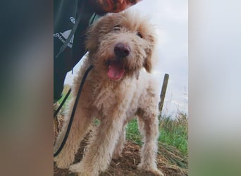 Csongor- Wo darf ich das sein, was ich bin?  Ein Bewacher und Beschützer