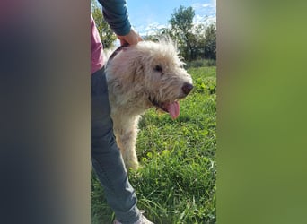 Csongor- Wo darf ich das sein, was ich bin?  Ein Bewacher und Beschützer